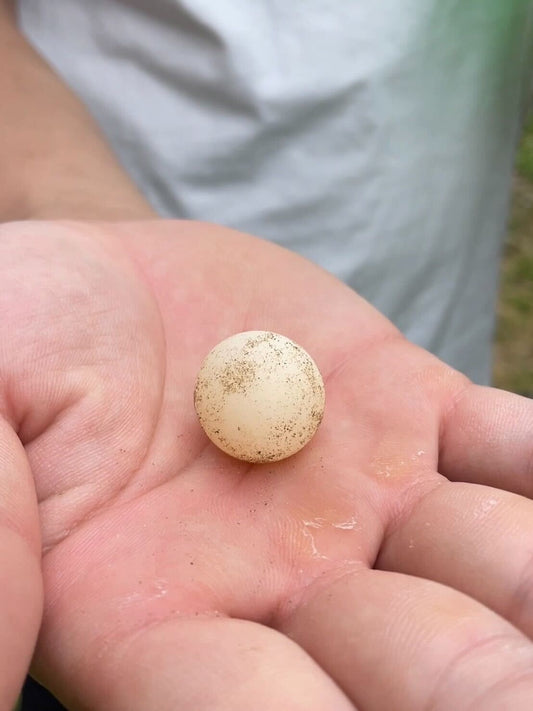 すっぽんの卵が産まれました!🥚🥚🥚【すっぽんの産卵】