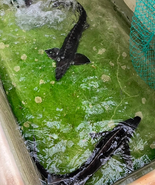 【チョウザメ】なぜ養殖が必要??